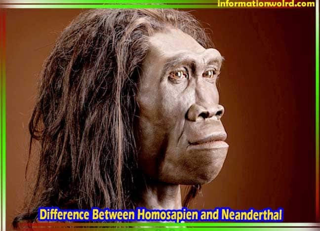 Homosapien and Neanderthal