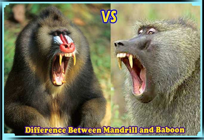 Difference Between Mandrill and Baboon