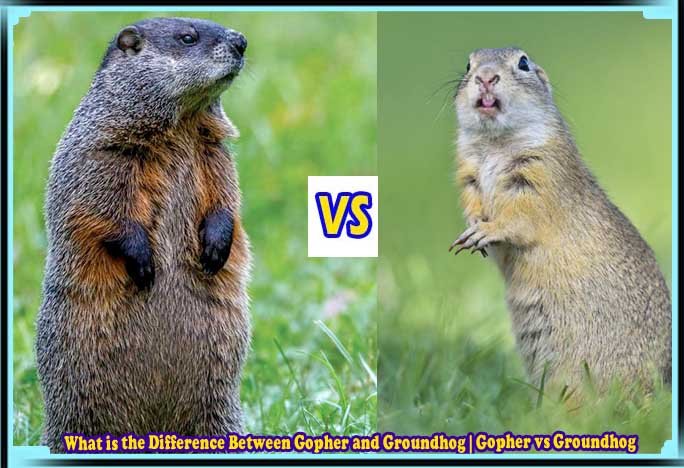 What is the Difference Between Gopher and Groundhog