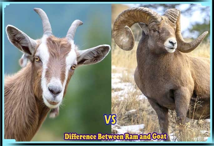 What is the Difference Between Ram and Goat